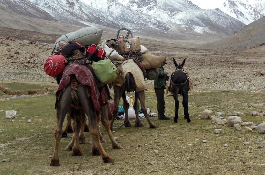 31 Camel Man Unloads Camels At Kotaz Camp 4330m On Trek To K2 North Face In China